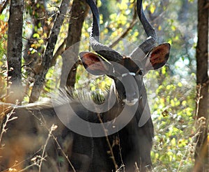 Nyala Male