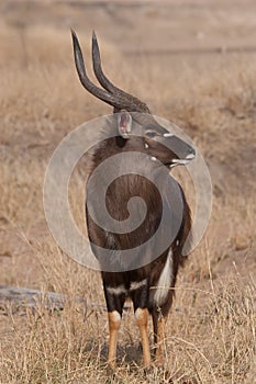 Nyala male photo