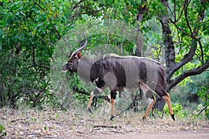 Nyala Male (Tragelaphus angasii) photo