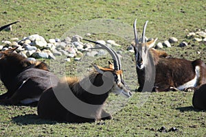 Nyala - Marwell Zoo