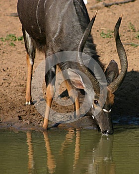 Nyala Ram photo