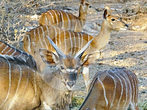The nyala scientifically known as tragelaphus angasii photo