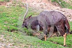 Nyala standding and eating grass.