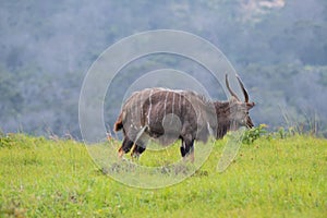 Nyala standing on the mountain