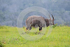 Nyala standing on the mountain