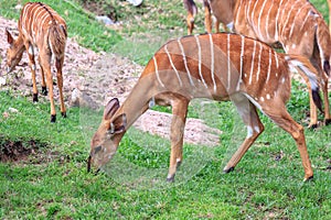 Nyala Tragelaphus angasi or deer standing and eating grass on the ground.
