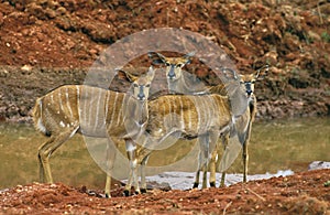 NYALA tragelaphus angasi