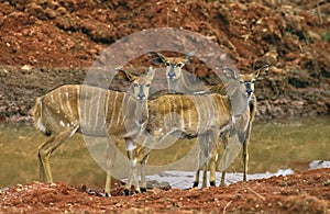 Nyala, tragelaphus angasi, Females standing near Water Hole, Kenya