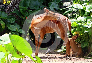 Nyala Tragelaphus angasii.