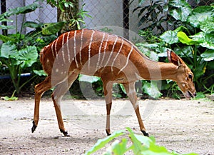 Nyala Tragelaphus angasii.