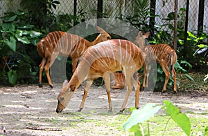 Nyala Tragelaphus angasii.