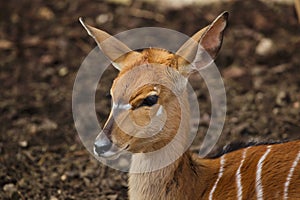 Nyala Tragelaphus angasii