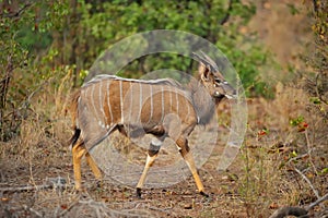 Nyala (Tragelaphus angasii) photo