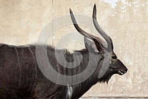 Nyala (Tragelaphus angasii).