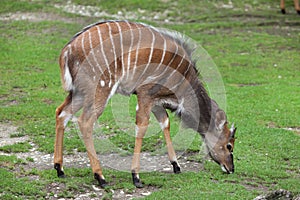 Nyala Tragelaphus angasii.