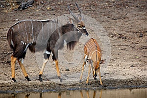 The nyala Tragelaphus angasii, also called inyala, adult couple at waterhole. The female drinks and the male is interested in