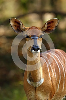 The nyala Tragelaphus angasii, also called inyala, adult female portrait.Portrait of a female large African antelope in a thick