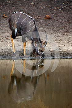 The nyala Tragelaphus angasii, also called inyala, adult male drinking at the waterhole