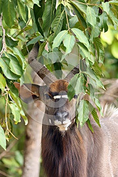 The nyala Tragelaphus angasii, also called inyala, adult male portrait.Member of a resident herd of nyala from Sabi sand