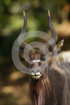 The nyala Tragelaphus angasii, also called inyala, adult male portrait.Member of a resident herd of nyala from Sabi sand