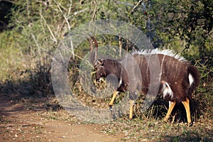 The nyala Tragelaphus angasii, also called inyala, adult male in the ritual duel