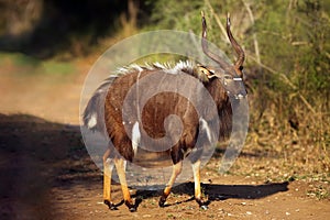 The nyala Tragelaphus angasii, also called inyala, adult male in the ritual duel photo