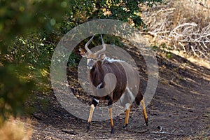 The nyala Tragelaphus angasii, also called inyala, adult male walks along the bank of the waterdam under a green bush.