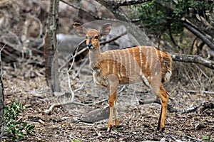 The nyala Tragelaphus angasii, also called inyala, baby antelope in thick bush