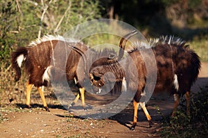 The nyala Tragelaphus angasii, also called inyala, a pair of males in the ritual duel.A pair of male extremely colorful