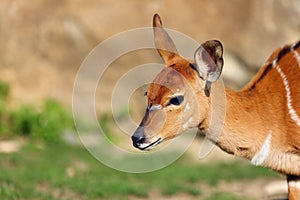 The nyala Tragelaphus angasii, also called inyala, portrait of a young female in the sunshine