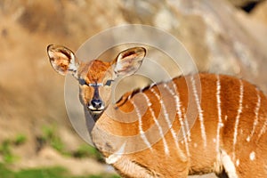 The nyala Tragelaphus angasii, also called inyala, portrait of a young female in the sunshine