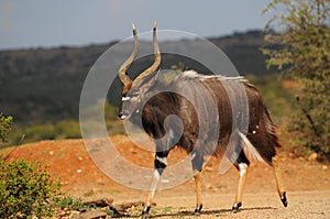 Nyala (Tragelaphus angasii) bull photo