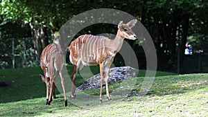 The nyala, Tragelaphus angasii is a spiral-horned antelope native to Southern Africa. It is a species of the family Bovidae