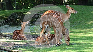 The nyala, Tragelaphus angasii is a spiral-horned antelope native to Southern Africa. It is a species of the family Bovidae and g