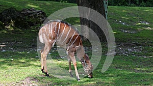 The nyala, Tragelaphus angasii is a spiral-horned antelope native to Southern Africa. It is a species of the family Bovidae and ge