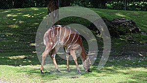 The nyala, Tragelaphus angasii is a spiral-horned antelope native to Southern Africa. It is a species of the family Bovidae and ge