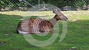 The nyala, Tragelaphus angasii is a spiral-horned antelope native to Southern Africa. It is a species of the family Bovidae and ge