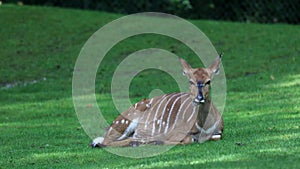 The nyala, Tragelaphus angasii is a spiral-horned antelope native to Southern Africa. It is a species of the family Bovidae and ge