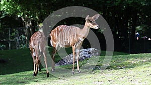 The nyala, Tragelaphus angasii is a spiral-horned antelope native to Southern Africa. It is a species of the family Bovidae and ge