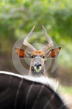 The nyala Tragelaphus angasii, young male observing the surrounding over the back of another male