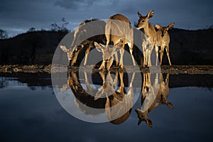 Nyala at a water hole at night