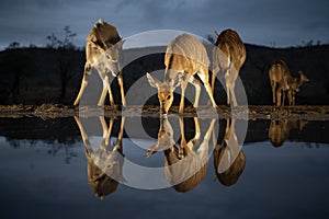 Nyala at a water hole at night