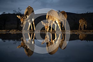 Nyala at a water hole at night