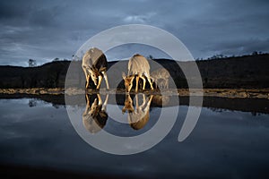 Nyala at a water hole at night