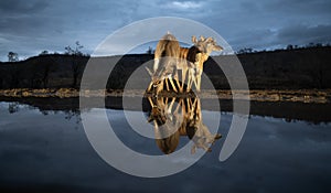 Nyala at a water hole at night