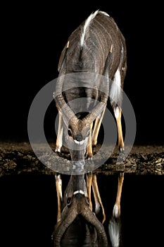 Nyala at a water hole in South Africa