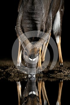 Nyala at a water hole in South Africa