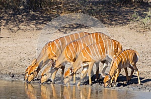 Nyala at waterhole photo