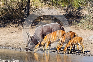 Nyala at waterhole