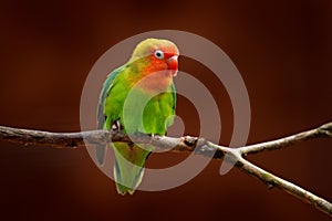 Nyasa Lovebird or Lilian`s lovebird, Agapornis lilianae, green exotic bird sitting on the tree, Namibia, Africa. Beautiful parrot